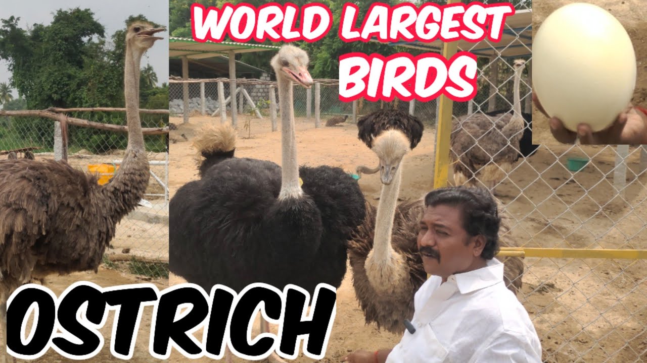 World Largest Birds in Tirupati | Ostrich in Nakshatra Ostrich Farm Andra Pradesh
