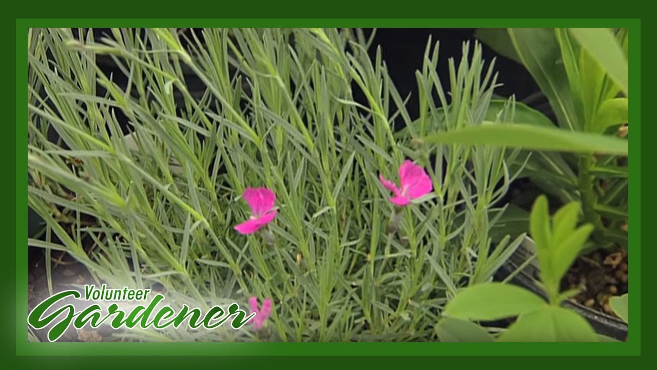 Sun Perennials | Volunteer Gardener