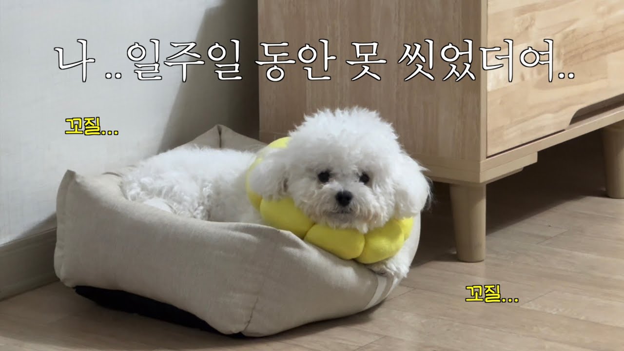 꼬질꼬질 꼬순내 강아지 돌보기 브이로그