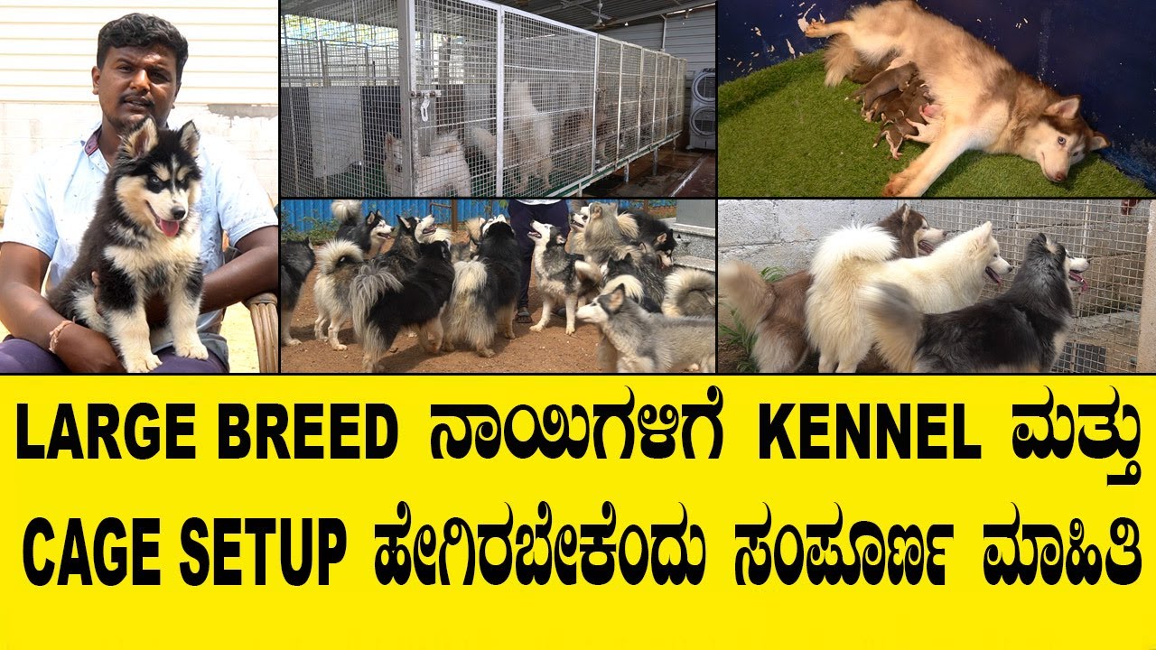 ಲಾರ್ಜ್ ಬ್ರೀಡ್ ನಾಯಿಗಳಿಗೆ ಕೆನಲ್ ಮತ್ತು CAGE SETUP ಹೇಗಿರಬೇಕೆಂದು ಸಂಪೂರ್ಣ ಮಾಹಿತಿ..LARGE BREED KENNEL SETUP