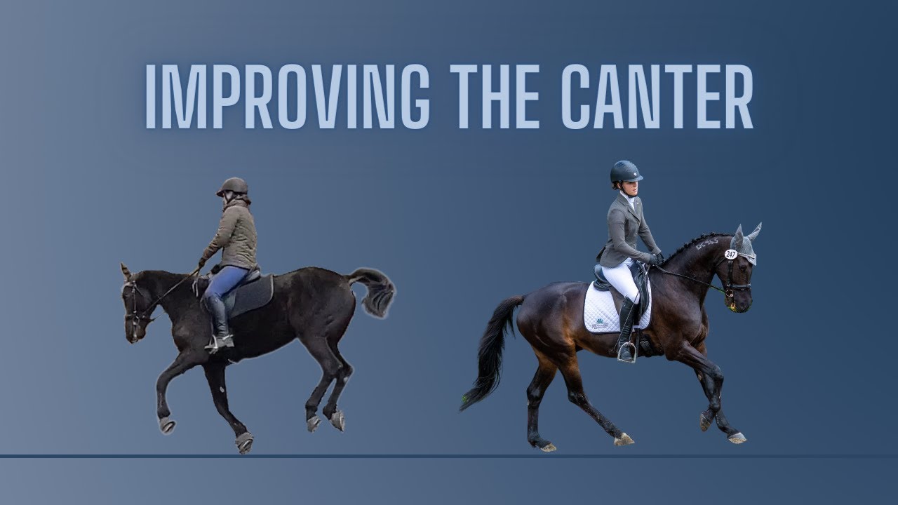 Improving the quality of my standardbred's canter