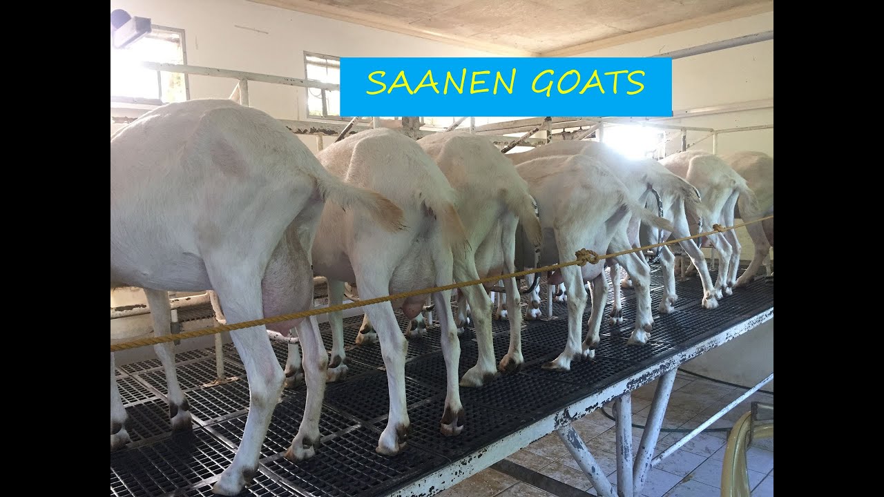 Milking Goats - JSJ Goat Farm