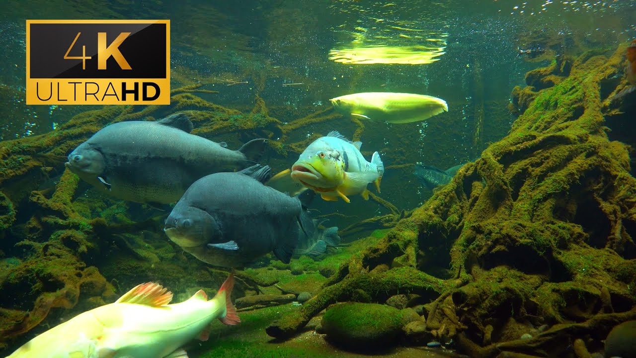 Aquarium 🐠 Beautiful Big Fish - Relaxation Meditation Music