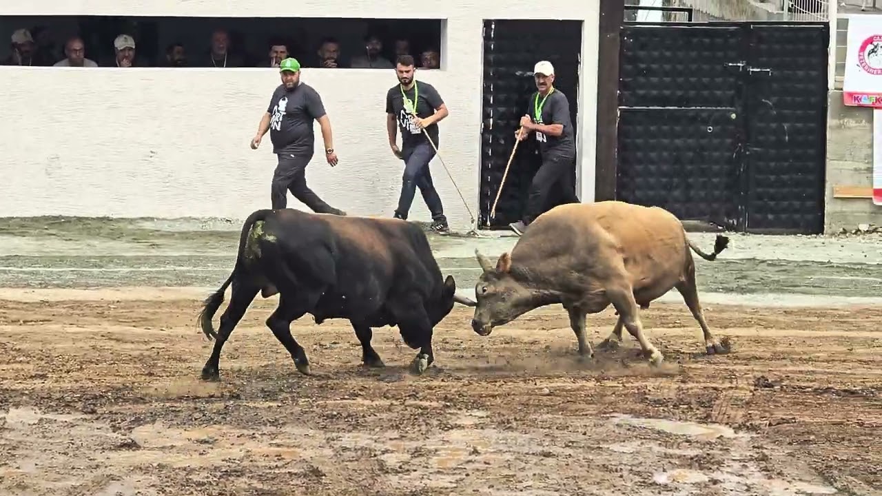 2024 Artvin Kafkasör Büyük Orta ATSIZ & DEVRİM