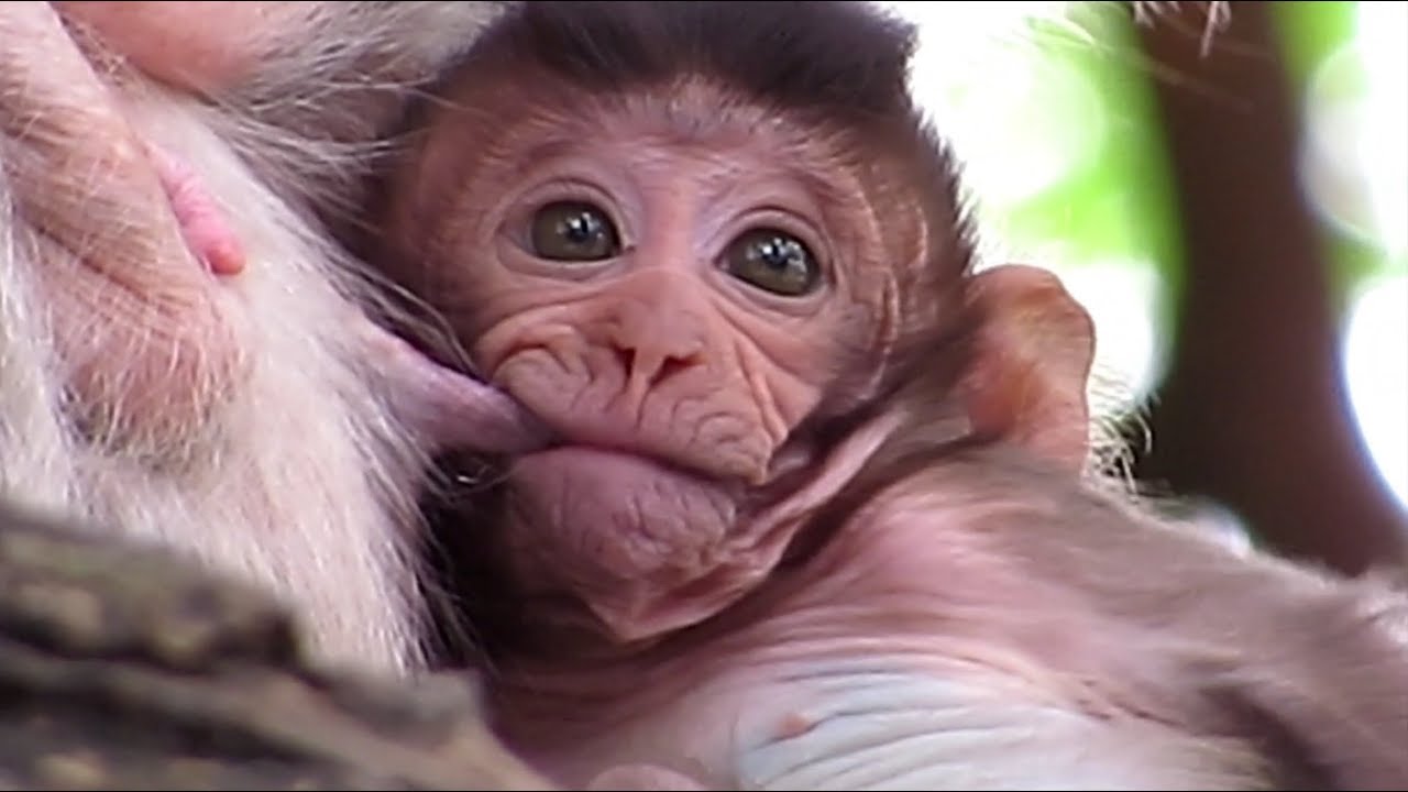 SO BEAUTIFUL BABY MONKEY TWO AMAZING CUTE MONKEY BY POPULAR DAILY