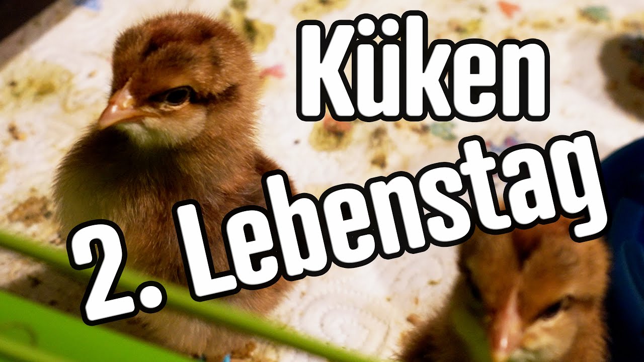 Hühner Küken 2. Lebenstag: Brutkästen aus.