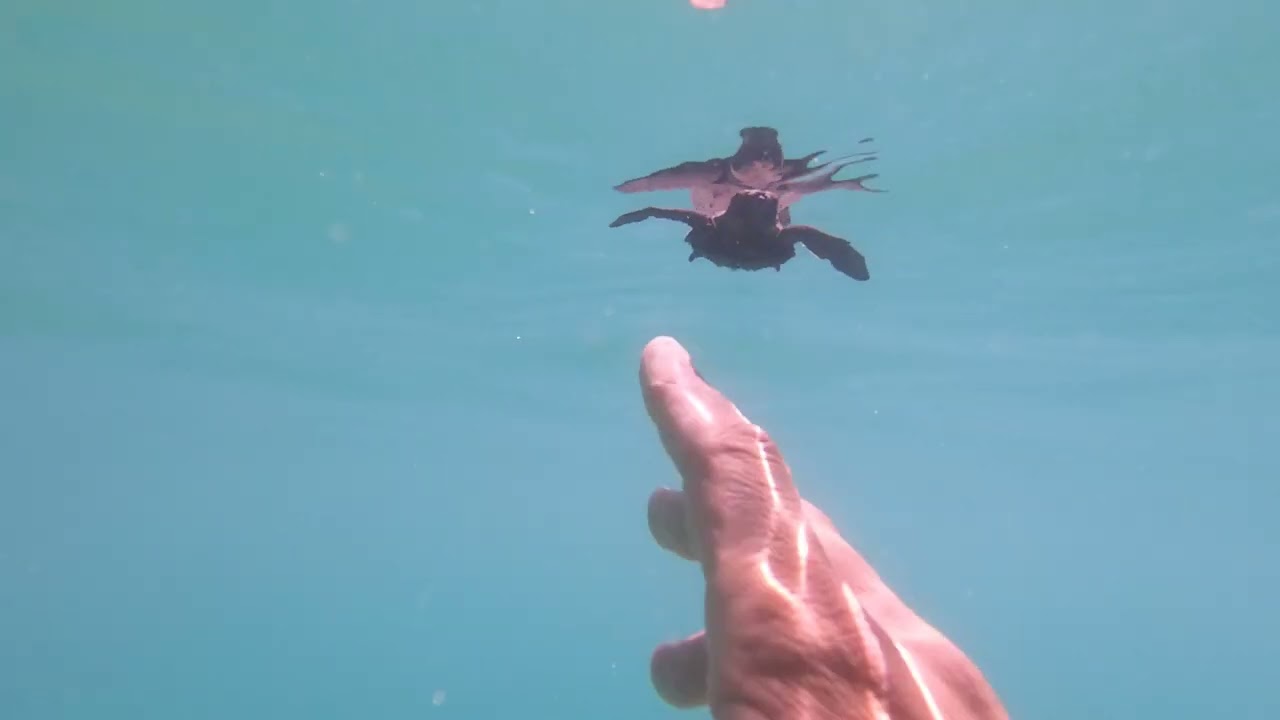 Cría de tortuga marina en su primer día de vida, islas Perlas#panama#pacifico#islas#fauna#wild