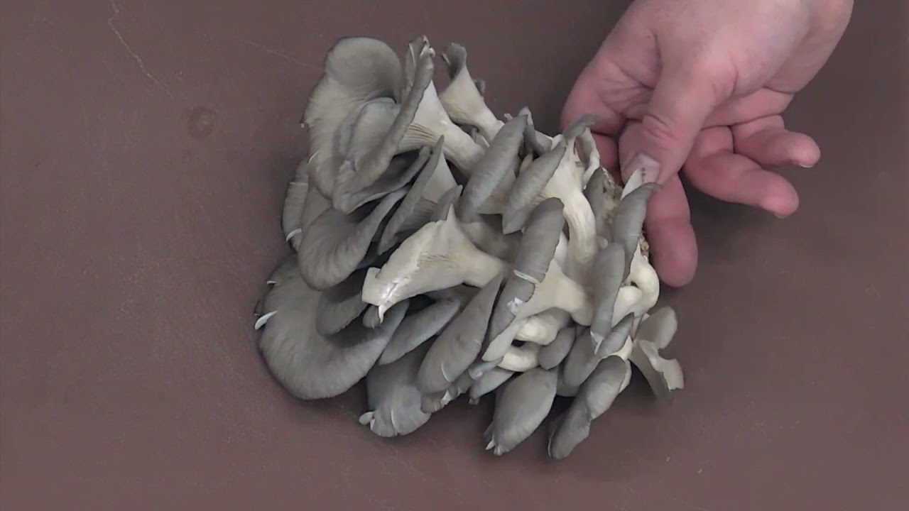 SaborFest:  One Up Mushroom - Mushroom ID