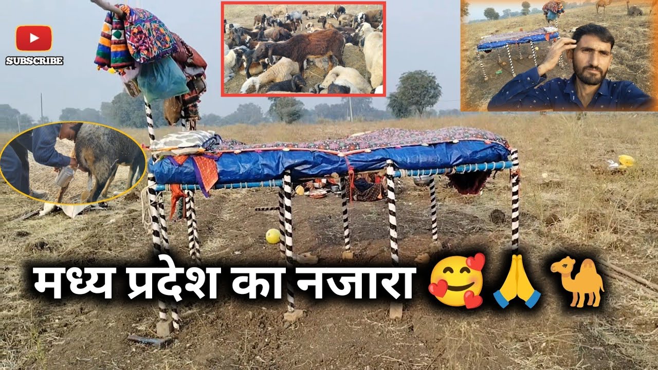 बहुत ही अलग नजारा देखने को मिलेगा इस वीडियो 👆 मैं, मालधारी पशुपालन,vijay dewasi 02 #viralvideo