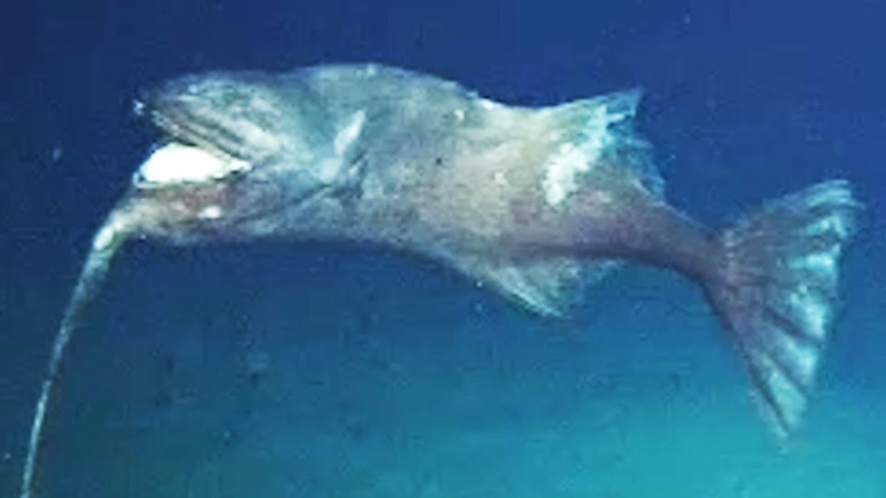 9 Strange Deep Ocean Creatures Found by Japan's ROVs № 9 🇯🇵