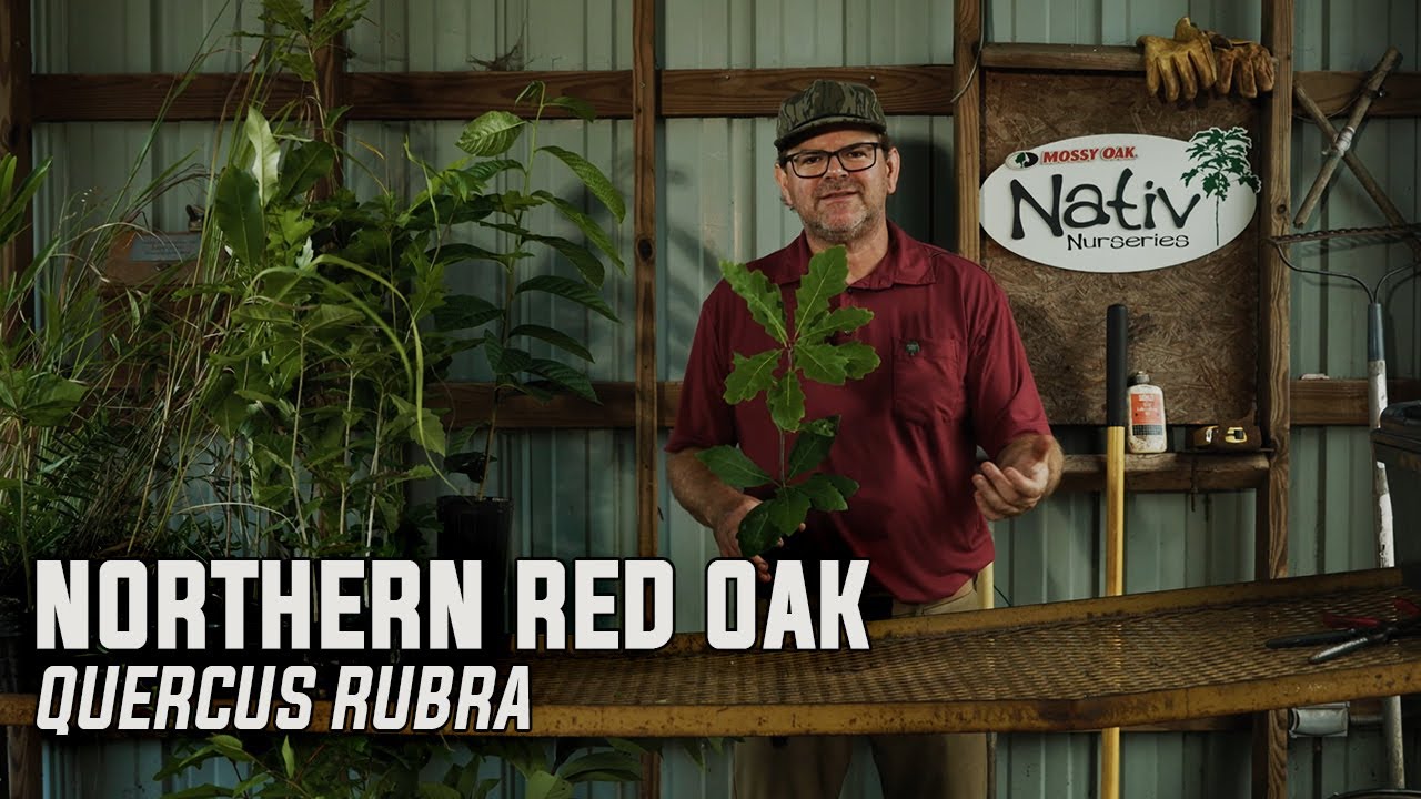Northern Red Oak (Quercus rubra)