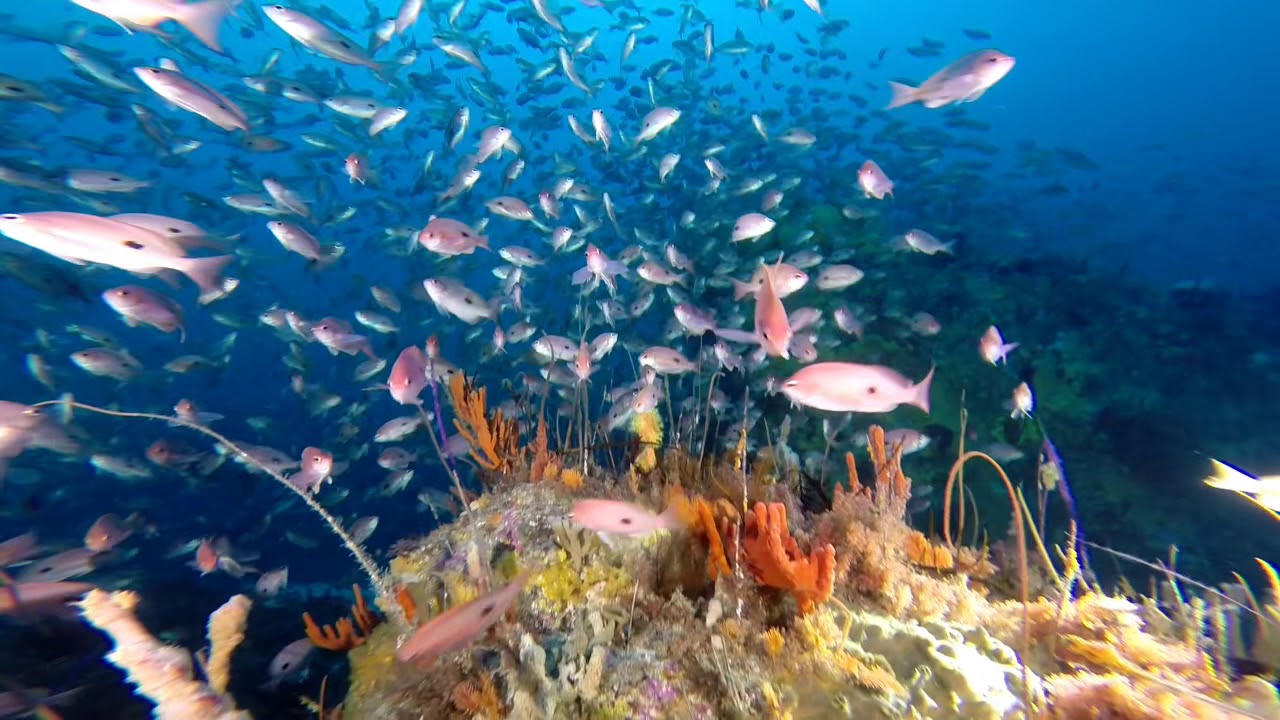 Diving Cape Maurouard, Maria Island
