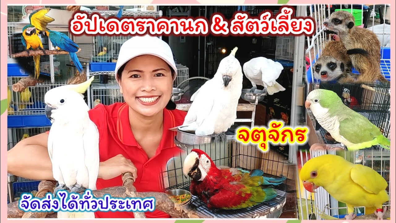 อัปเดตราคานก และสัตว์เลี้ยง จตุจักร ริงเน็คเพียบ จัดส่งได้ทั่วประเทศ ศูนย์รวมสัตว์เลี้ยงปราณี