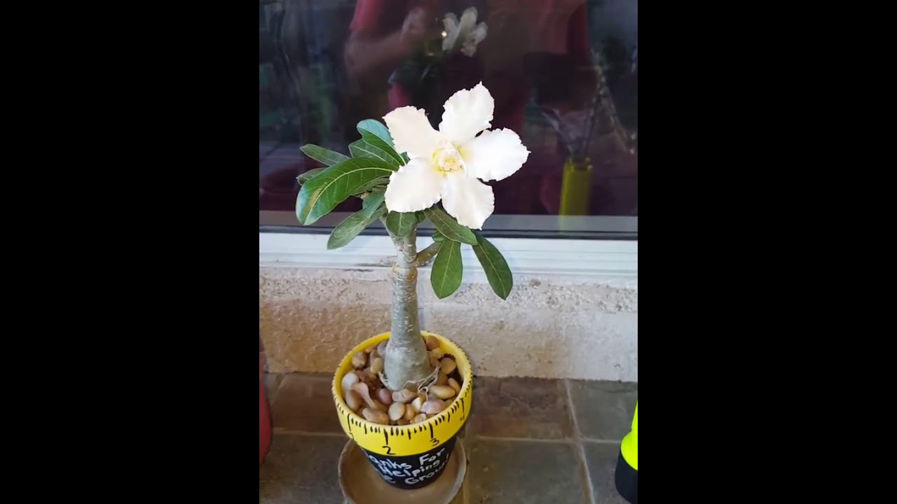 Growing adenium reuse those takeout containers from fast food.