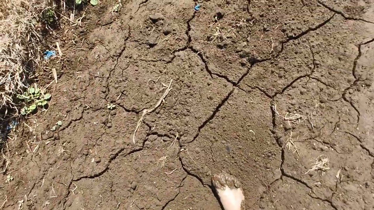 Barefoot in Mud (2025-05-21 14-13-12)