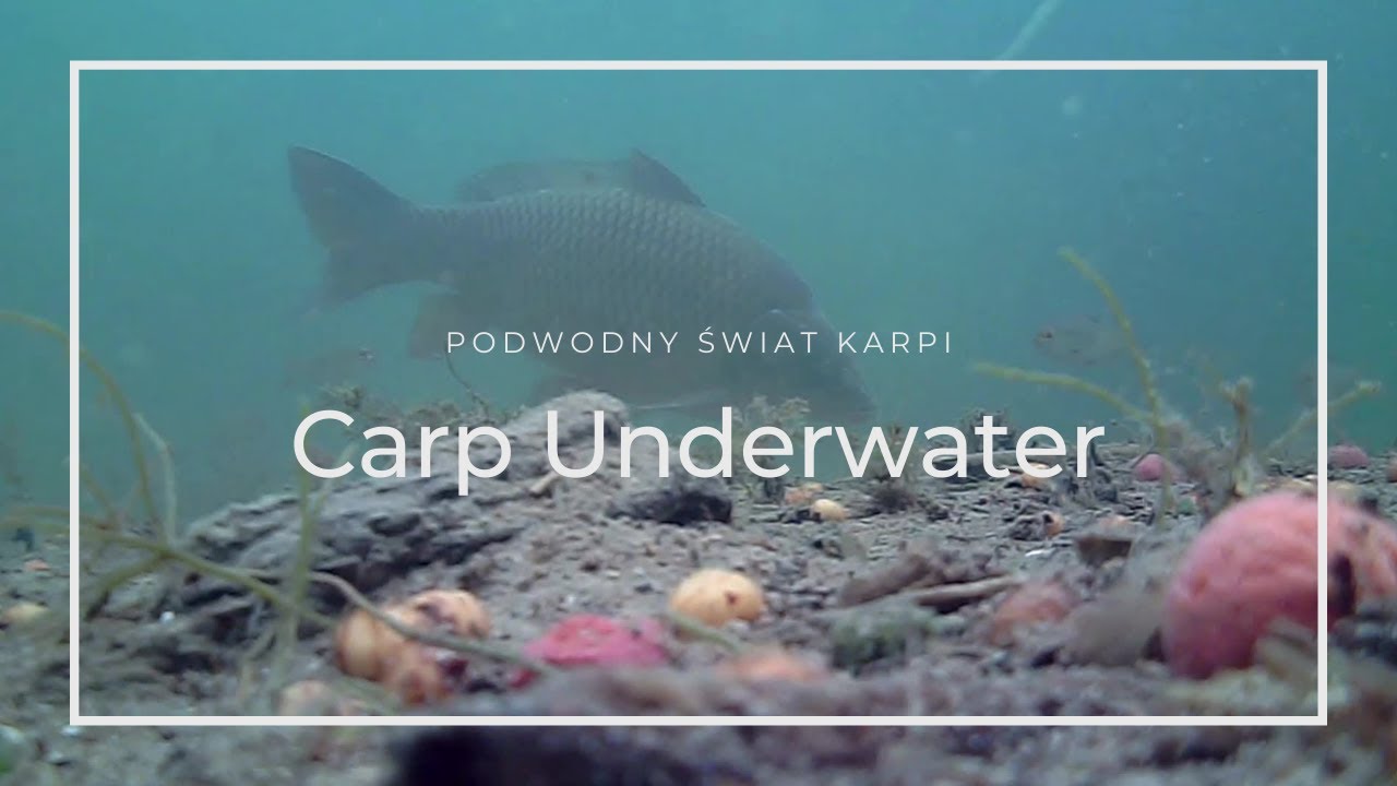 CARP UNDERWATER - Karpie pod wodą (Łowisko Chojnica)
