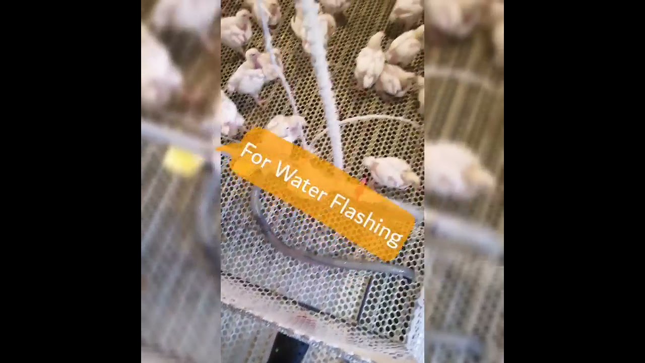 Poultry Broiler Ccs4 equipment