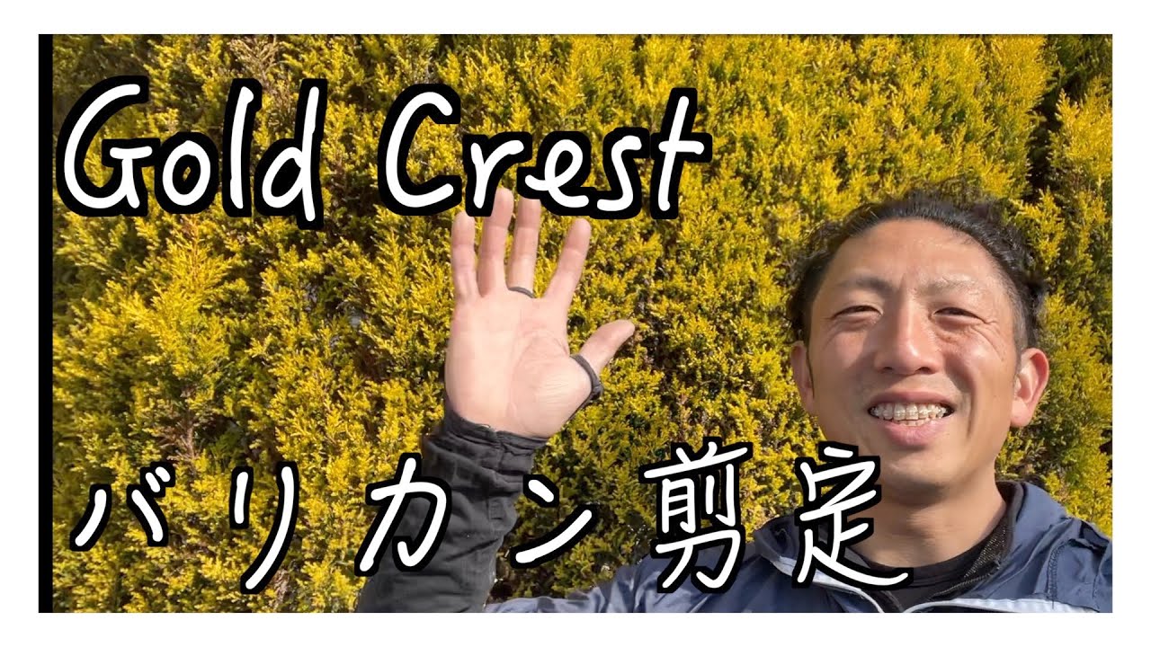 【剪定　刈り込み　バリカン仕上げ】エンジンバリカンの良さを語る紹介解説もあり！