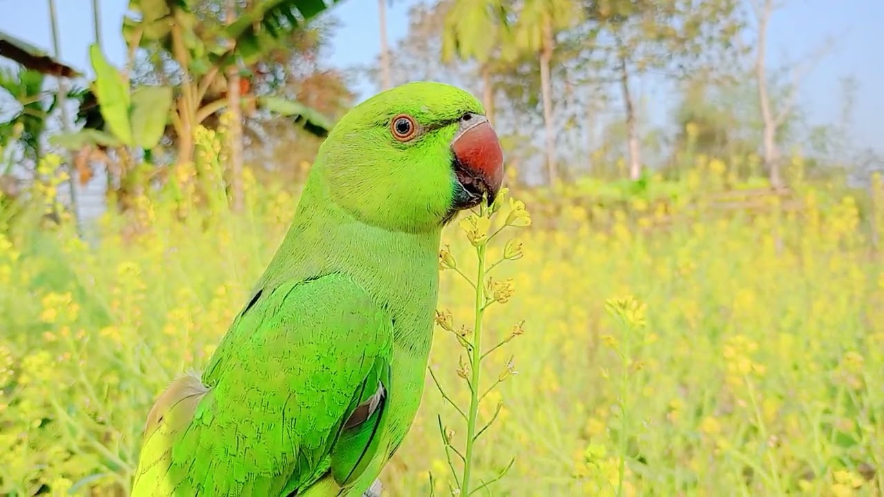 Mitu parrot best 😍 looking 😍 Taking video ll parrot wow beautiful ❤️❤️