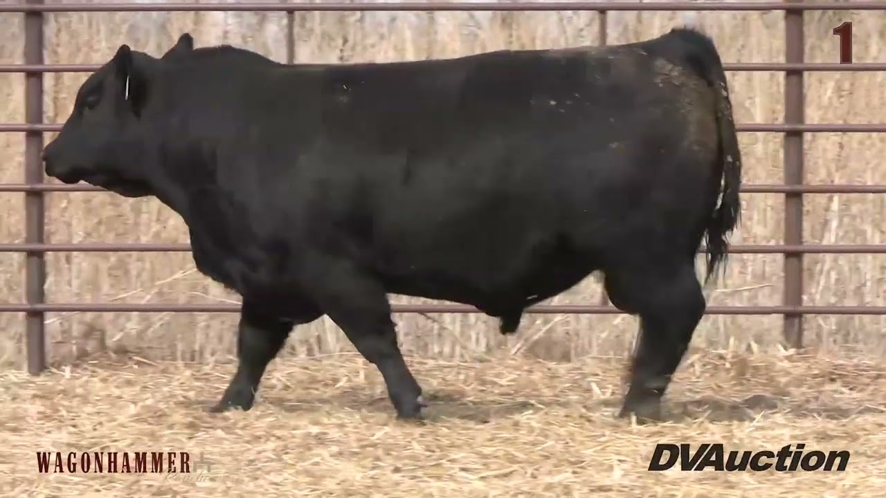 Wagonhammer Ranches 51st Annual Bull Sale | Herd Report Spotlight