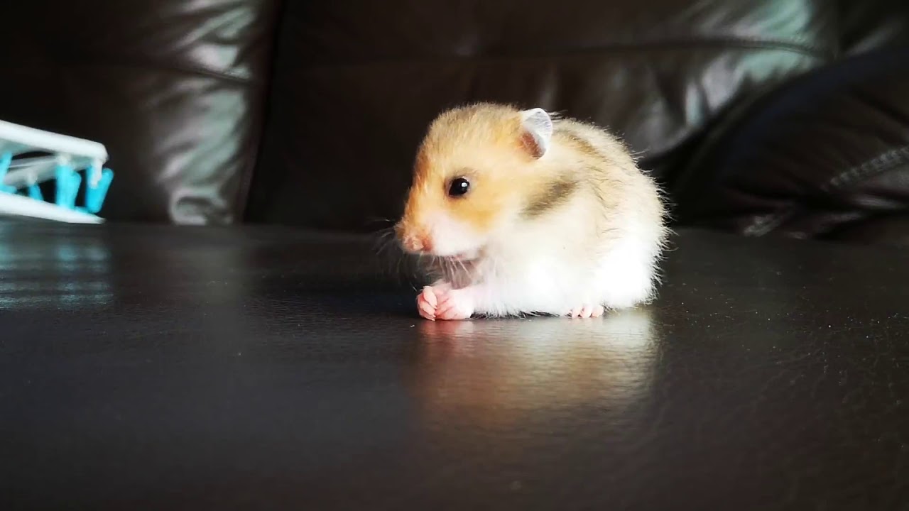 1 month old baby hamster Jill Bean loves to eat live mealworms. It's an omnivore.
