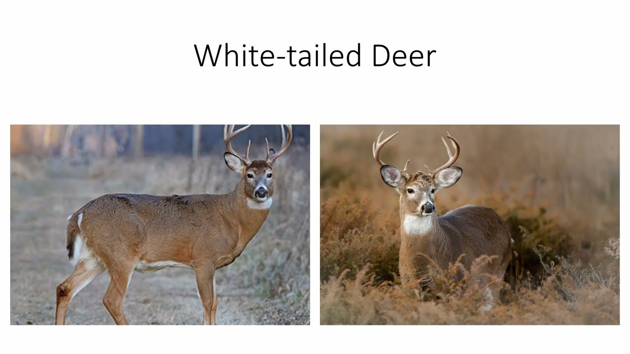 Large Herbivores: Deer and Cattle Species of North America