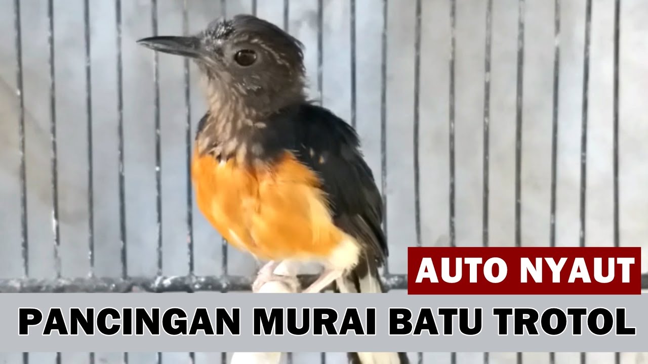 Suara murai trotol belajar bunyi untuk PIKAT & PANCINGAN Murae batu BAHAN agar cepat GACOR Fighter