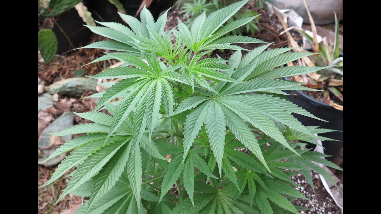 THE BIGKUSH 420 GARDEN 2023 - ROZAY , BLUE DREAM , ANGEL CAKE , GRAPE PIE , JANGA & G41LR OG
