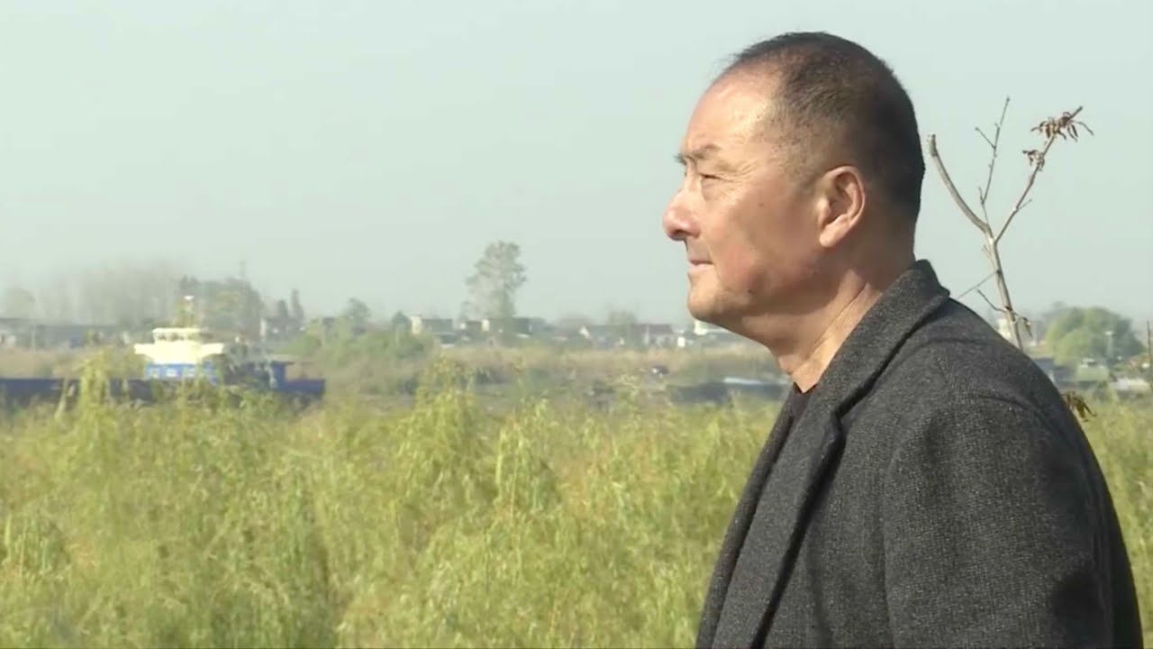 Yangtze River protection: Riverside town cleans riverbank to restore ecosystem