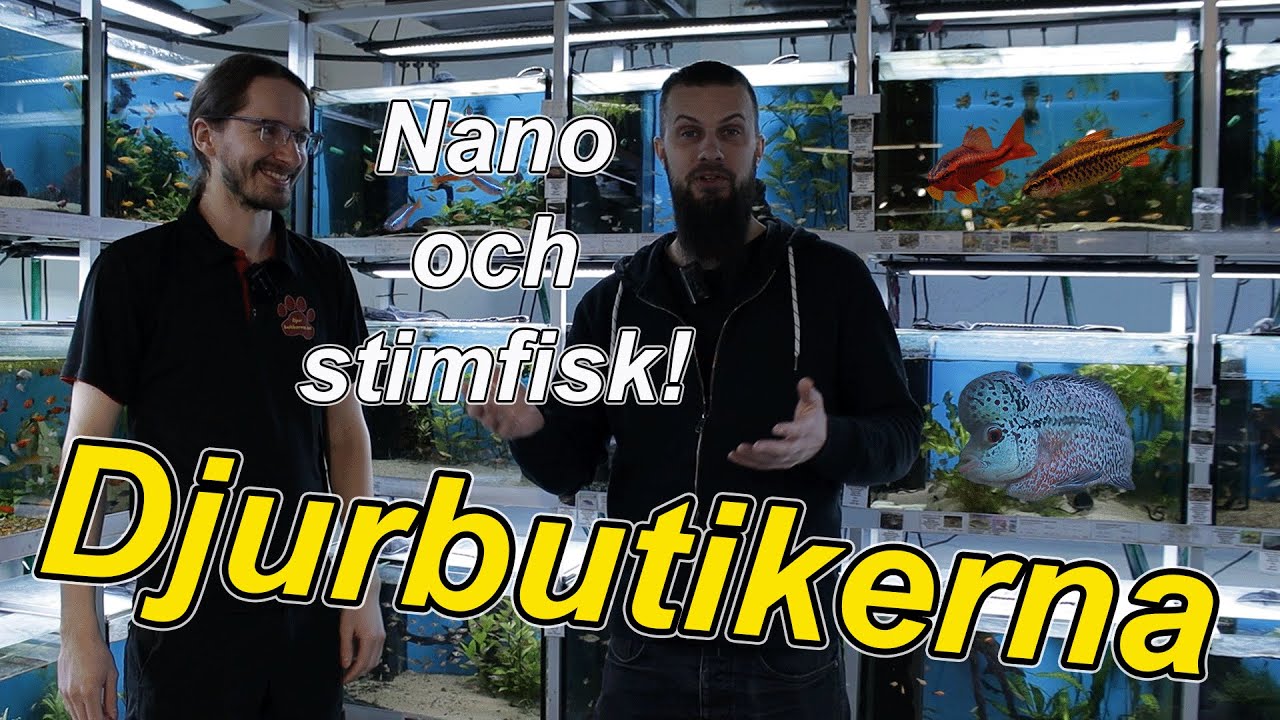 Stimfisk och nanofisk m.m hos Djurbutikerna