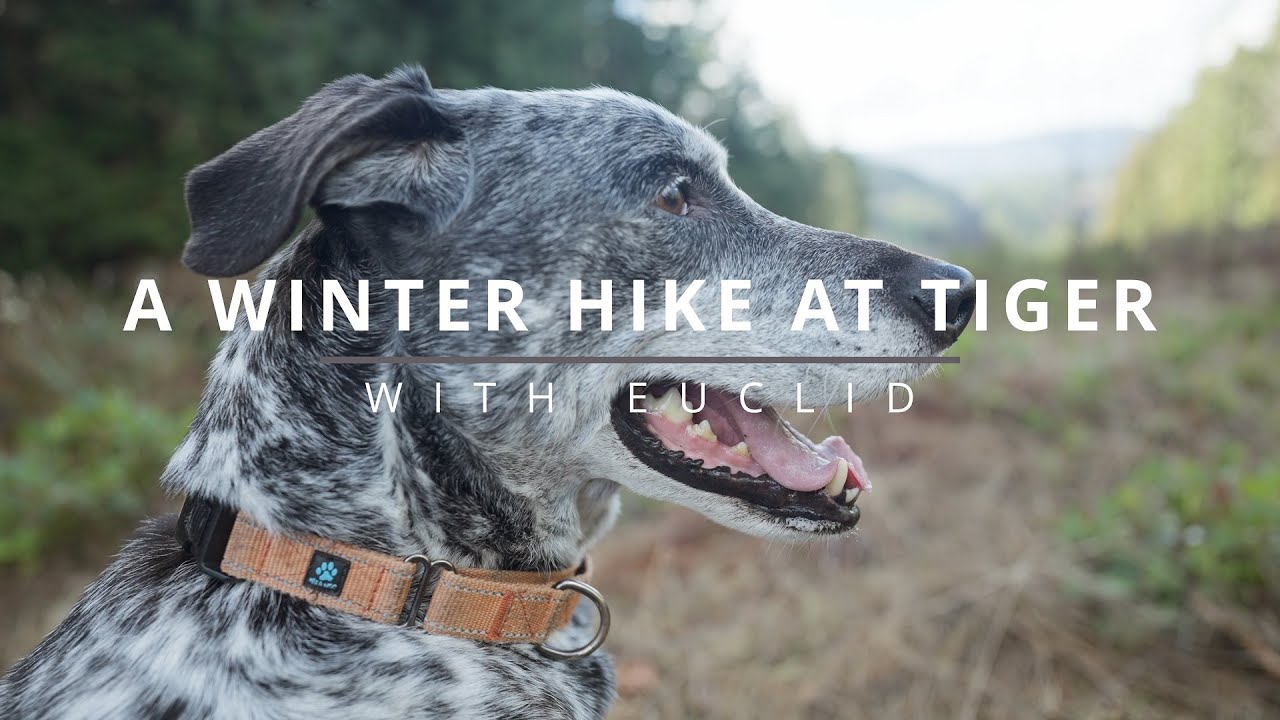 A Winter Hike at Tiger Mountain with Euclid