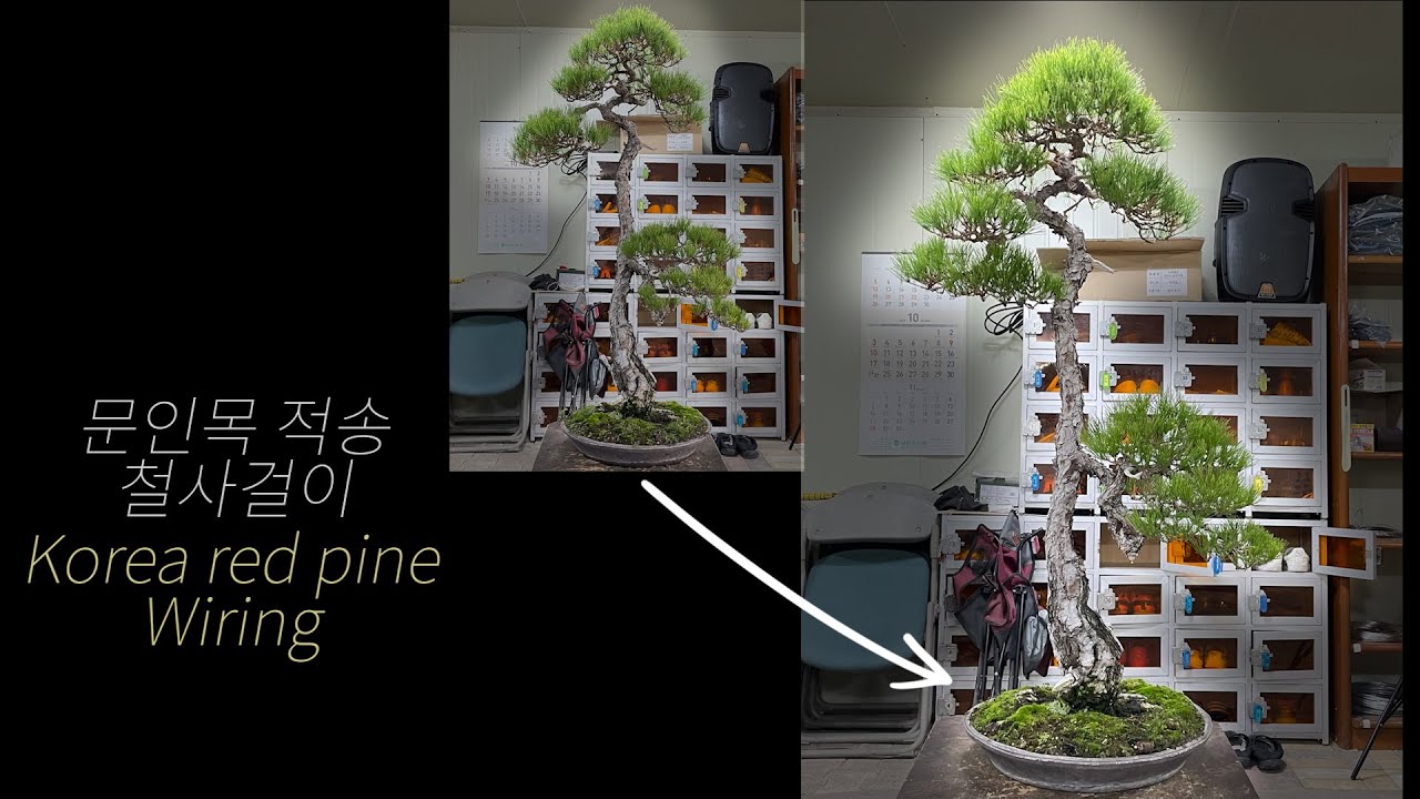 Red pine Wiring 문인목 적송 철사걸이