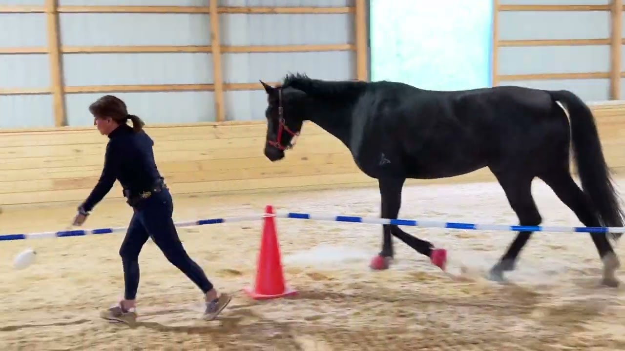 Teaching A Horse The Reverse Round Pen For The First Time