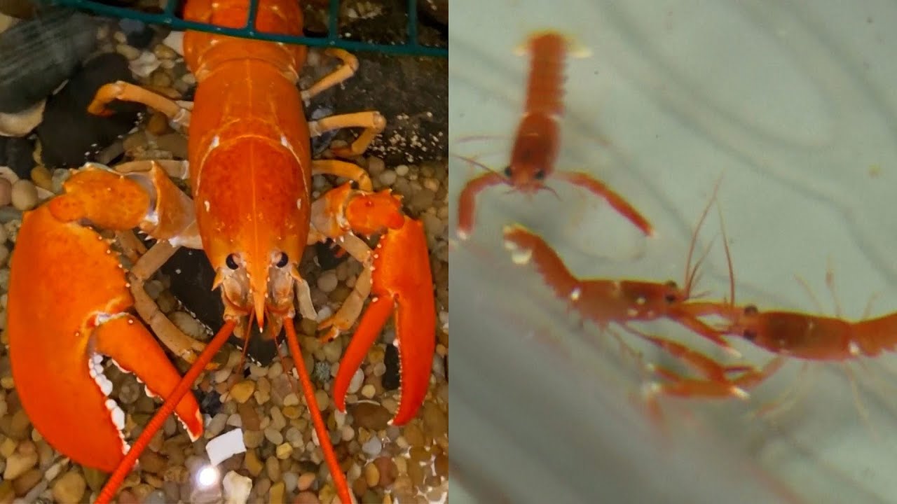 Orange lobster at Maine university has babies that match her rare color