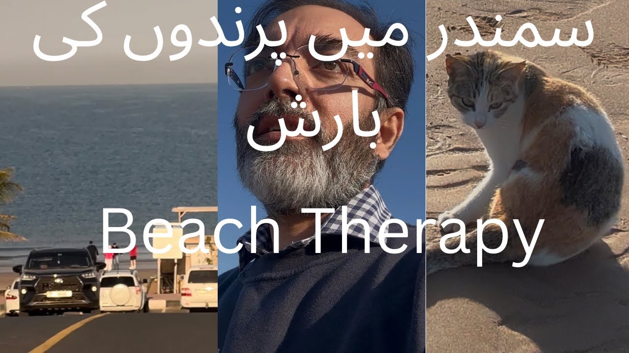 A Calm Morning Walk | Talking to a Beach Cat & Birds Diving into the Sea