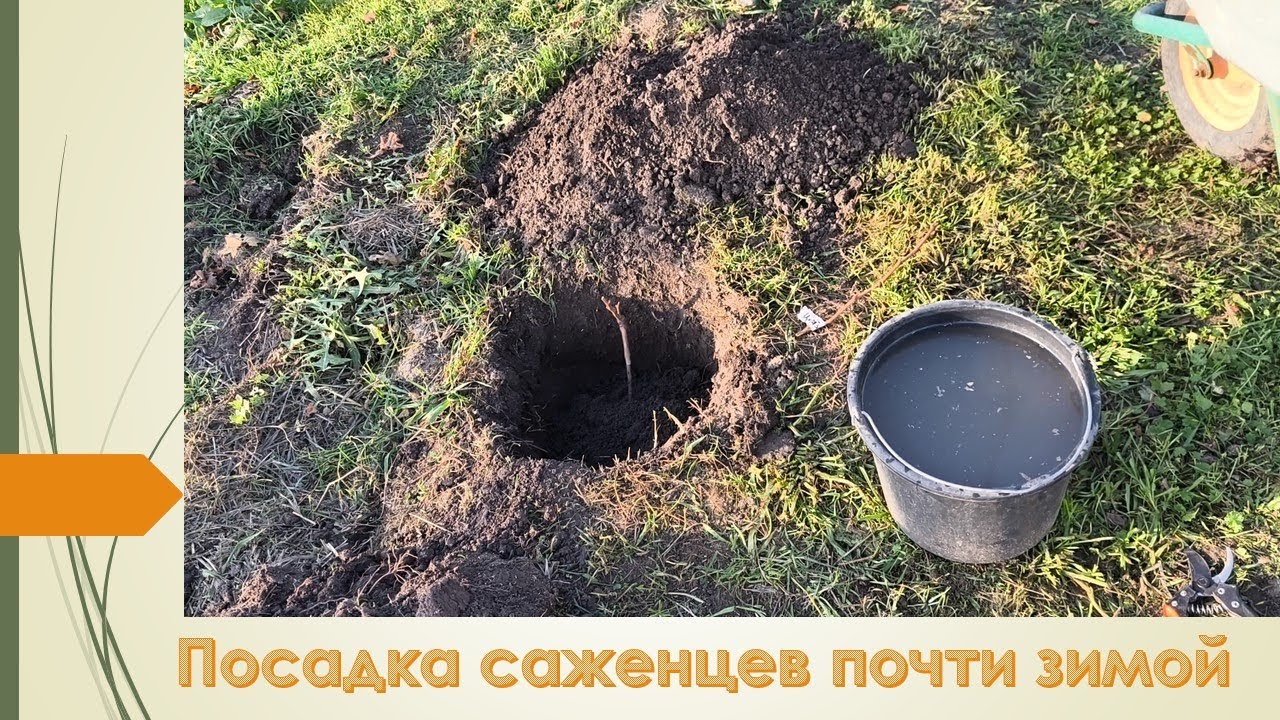 Завершаю посадочные работы в этом сезоне. Посадил виноградные новинки