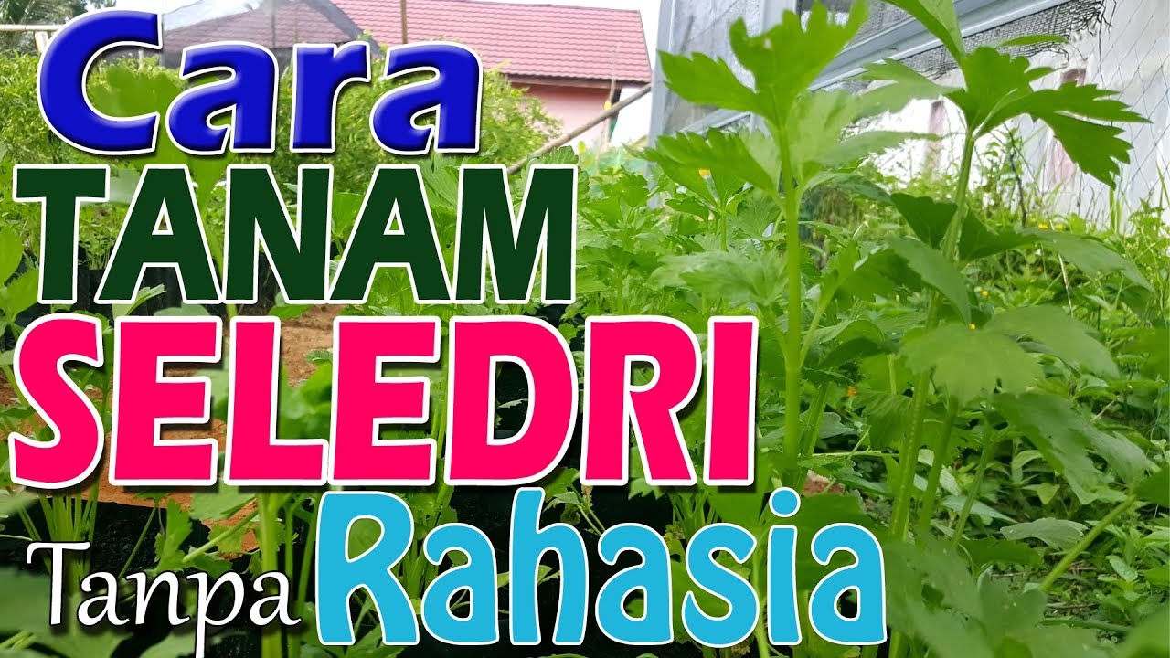 CARA Menanam Sledri atau Daun SOP Dari Awal, Lengkap dan Jelas Part 001
