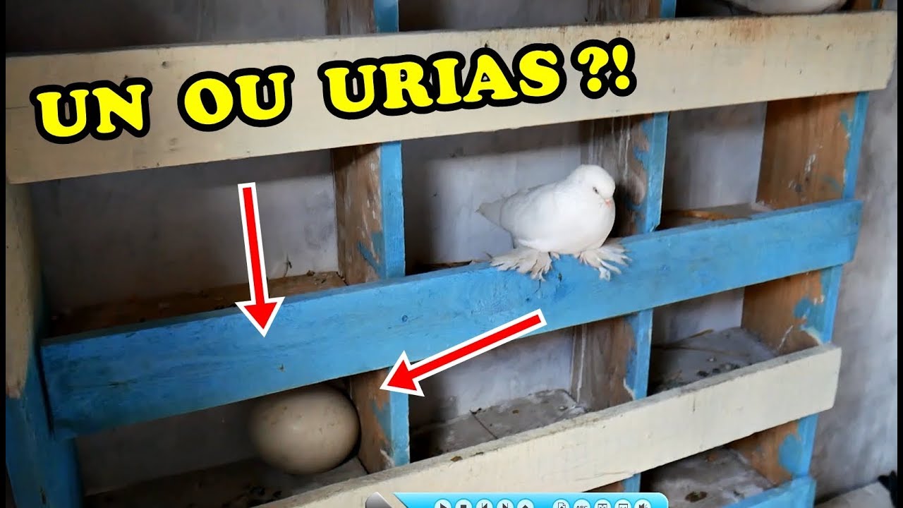 AM GĂSIT UN OU URIAȘ de STRUȚ la PORUMBEI ?