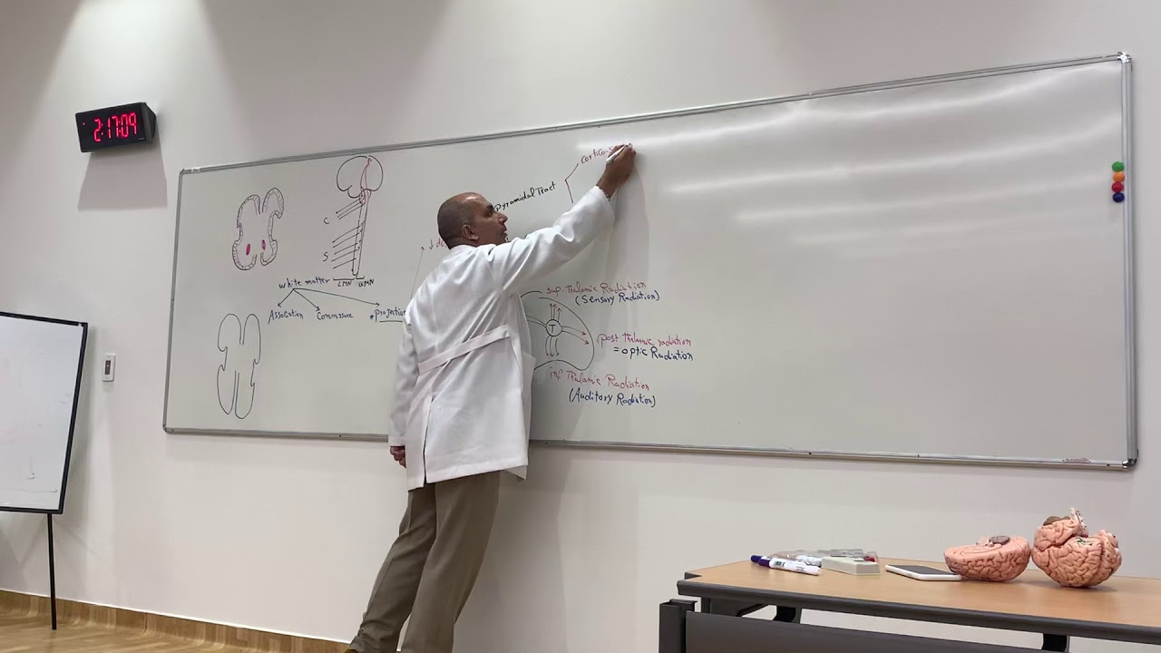 Internal capsule (Neuroanatomy 19)