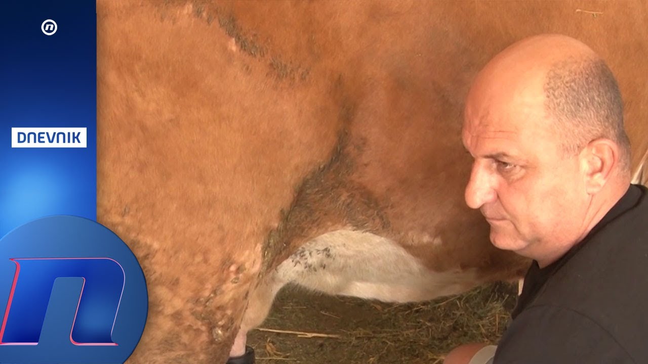 Mlekar iz okoline Šapca digao glas protiv otkupljivača, pa mu 