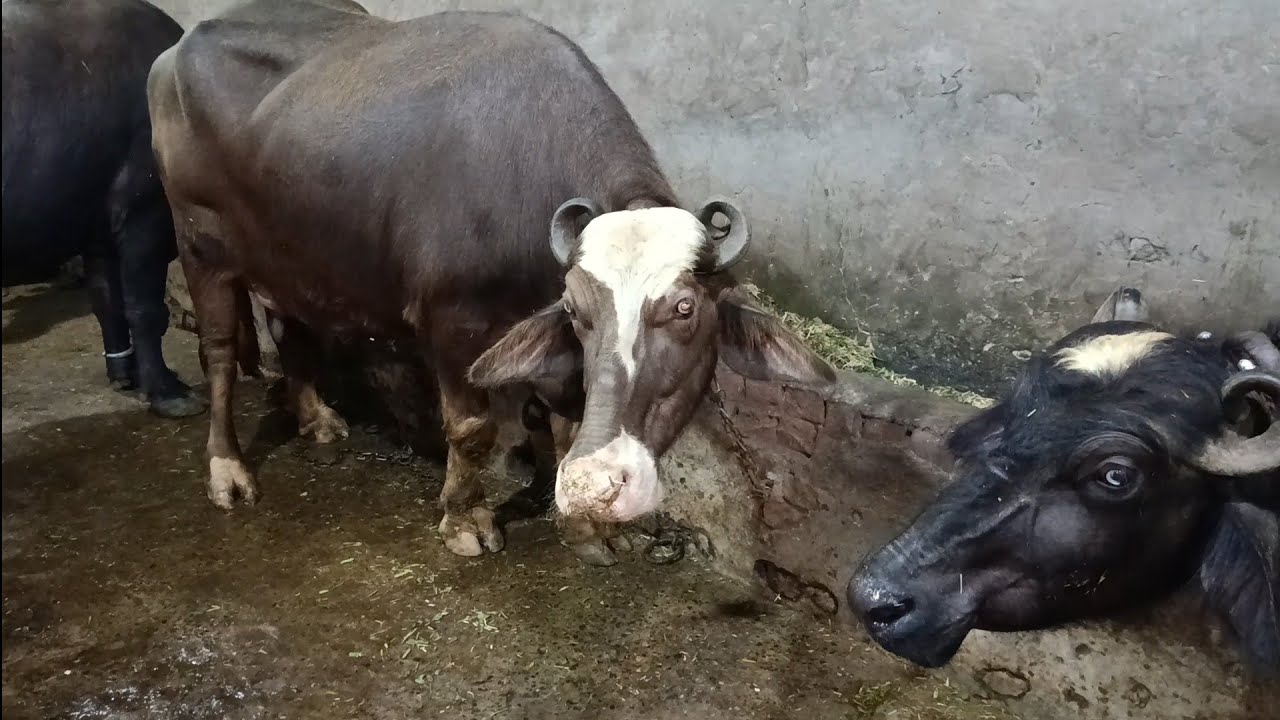 Nili Ravi ki bori 4mounth ki gaban johti 20