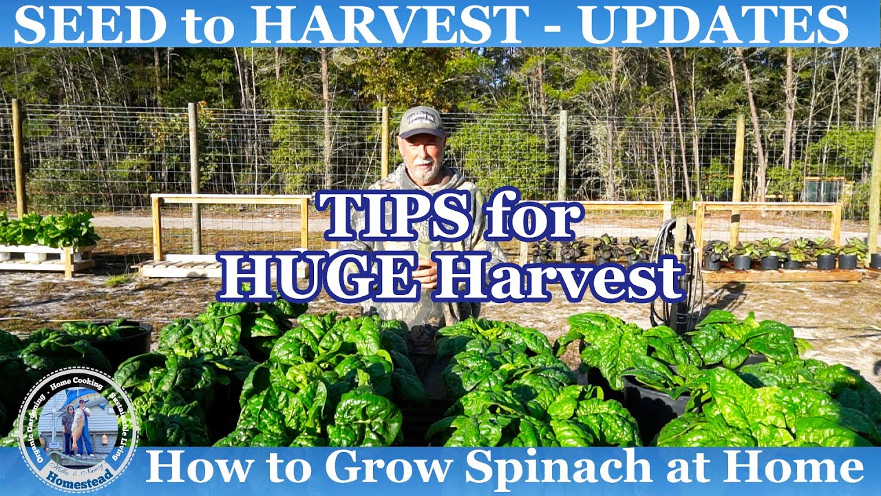 How to Grow Spinach in CONTAINERS - HUGE HARVEST