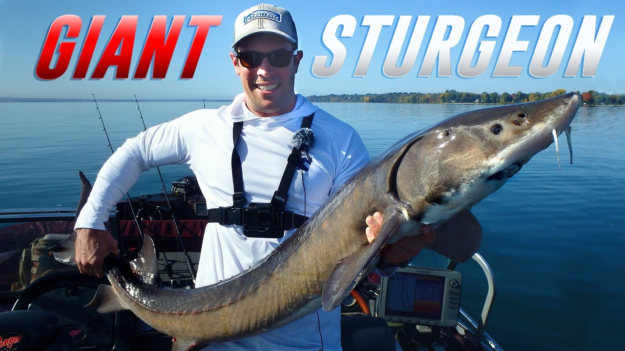 Fishing for GIANT Sturgeon on the St. Lawrence River!