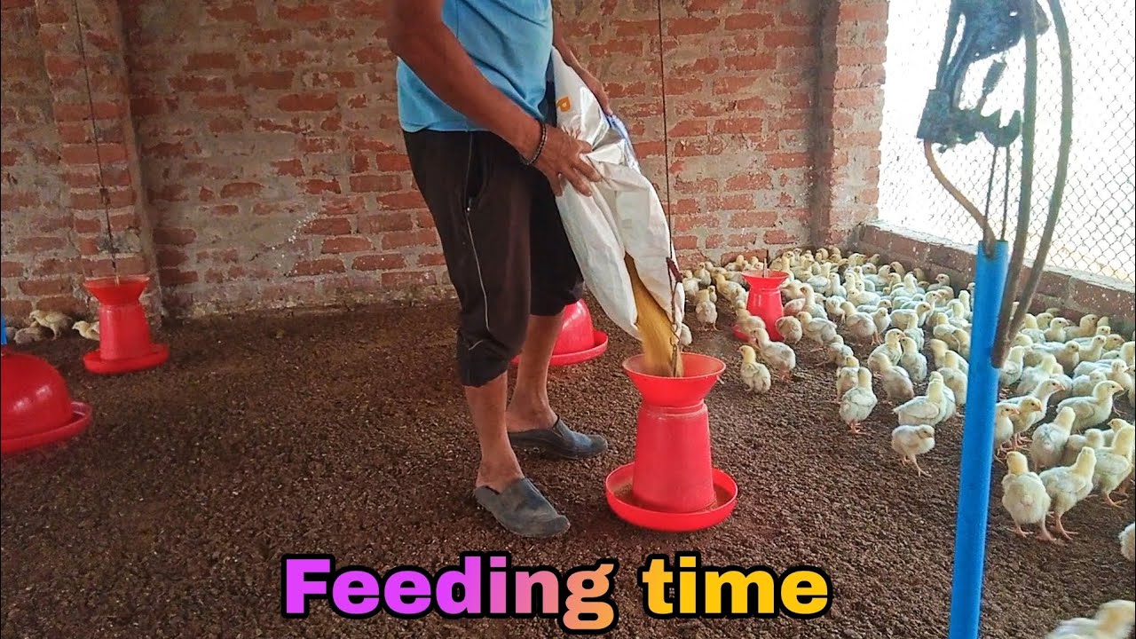 Morning feeding time // Day 7 chicks // keshab poultry farm 