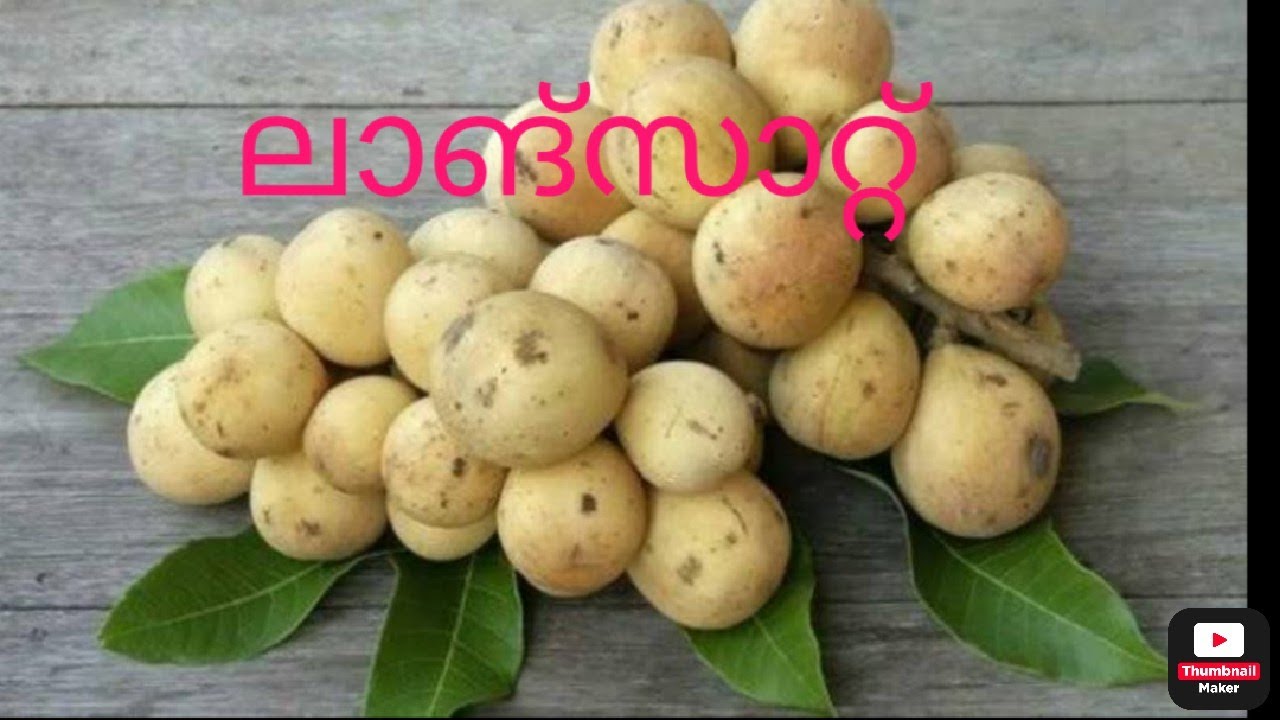 Langsat fruit review #ലാങ്സാറ്റ് പഴം..