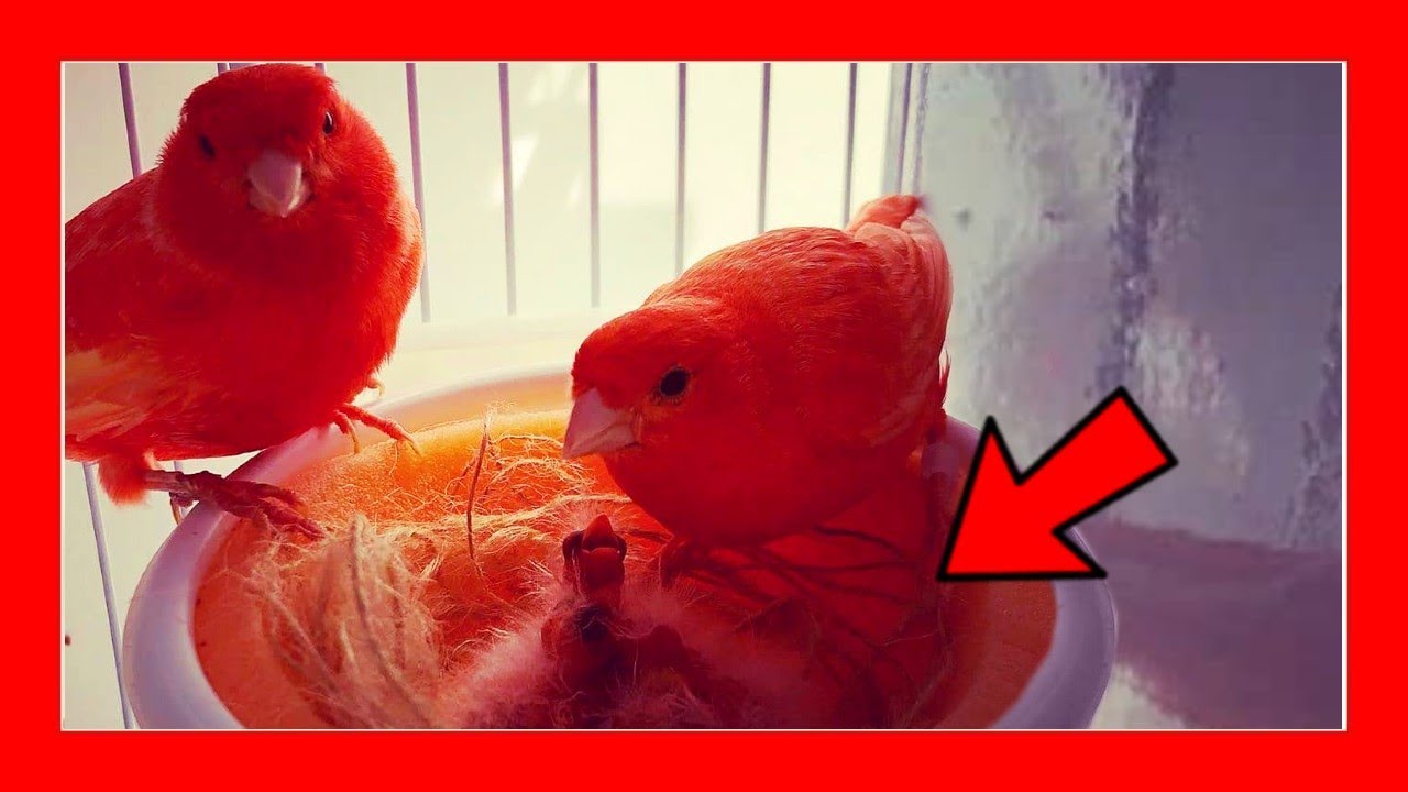 CRIA DE CANARIO ROJO d&iacute;a a d&iacute;a 🐦 Como criar canarios rojos