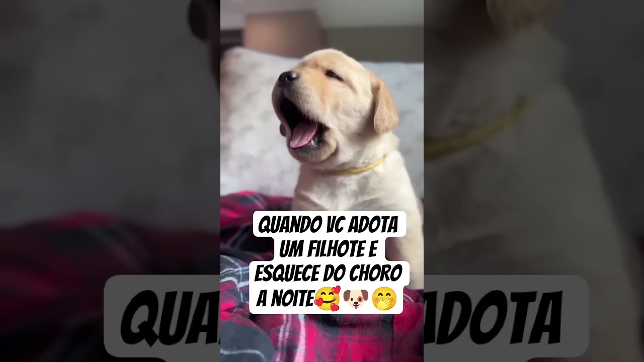 Cachorro chorando Filhote fofo cute cute #cachorro #pets #filhotes #dog