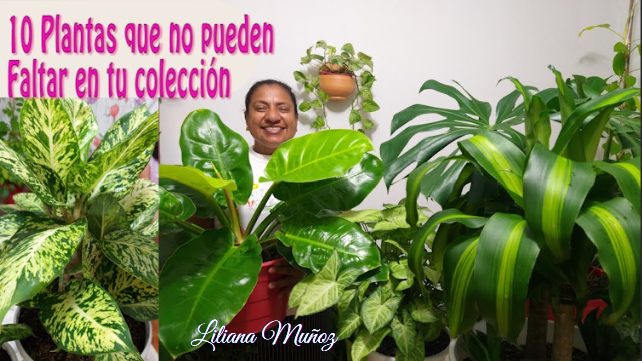 10 PLANTAS QUE NO PUEDEN FALTAR EN TU COLECCIÓN ESTE AÑO 2021 / Liliana Muñoz