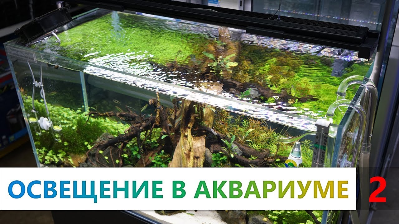 Аквариумные растения. 2 часть. Освещение в аквариуме. Как подобрать свет? Что такое спектр света