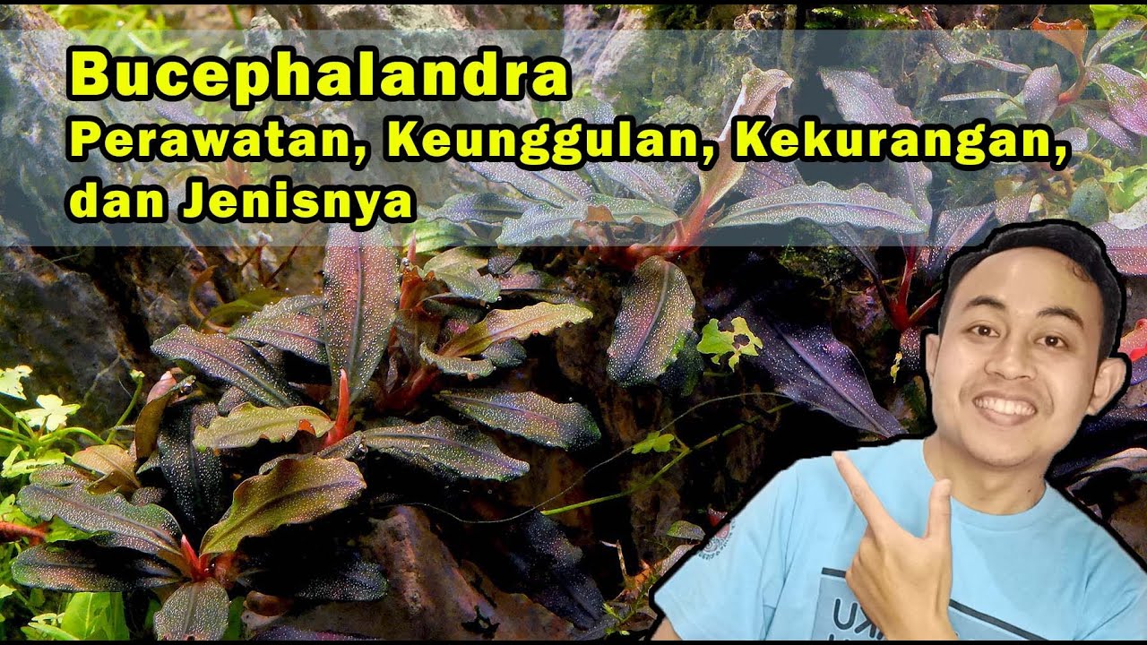 Bucephalandra: Perawatan, Keunggulan, Kekurangan, dan Jenisnya